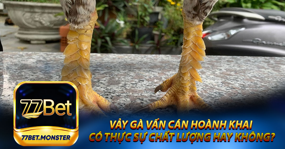 Vảy gà vấn cán hoành khai có thực sự chất lượng hay không?